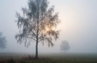 Стихотворение «И в белом не найти земли»