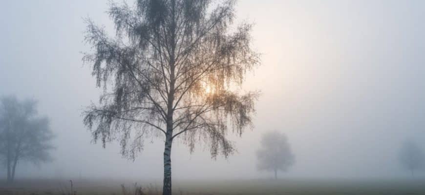 Стихотворение «И в белом не найти земли»